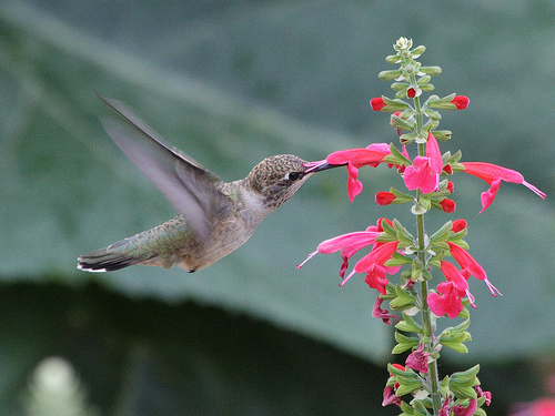 Hummingbird - 1